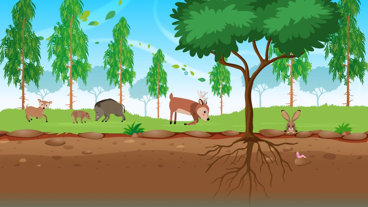 Floresta e solo: uma amizade que sustenta a vida