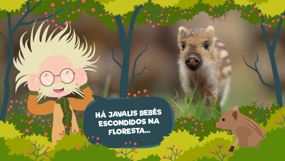 Vida selvagem em família: como crescem as crias de javali