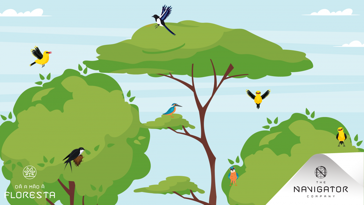 Aves migradoras: um inverno mais quentinho