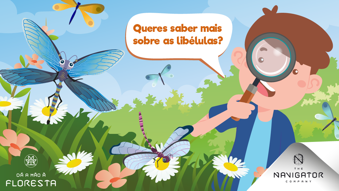 O curioso mundo das libélulas