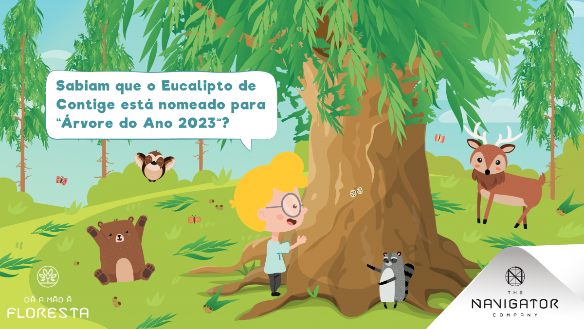 O Eucalipto de Contige