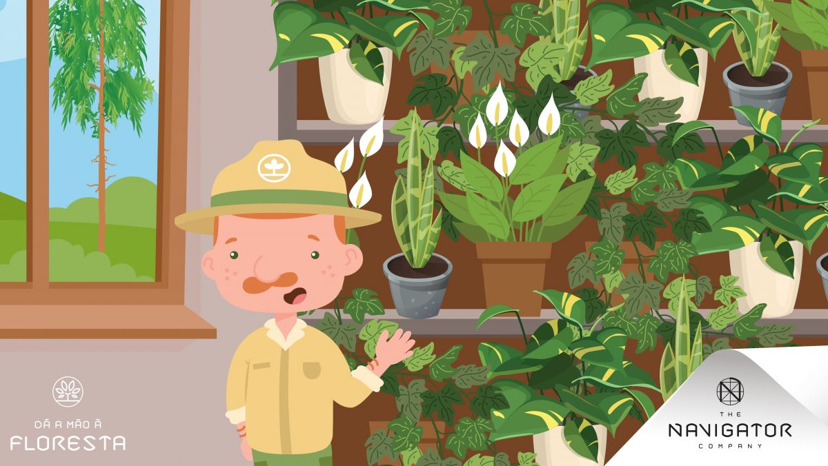 Plantas que purificam o ar