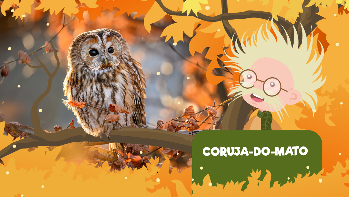 A coruja-do-mato 