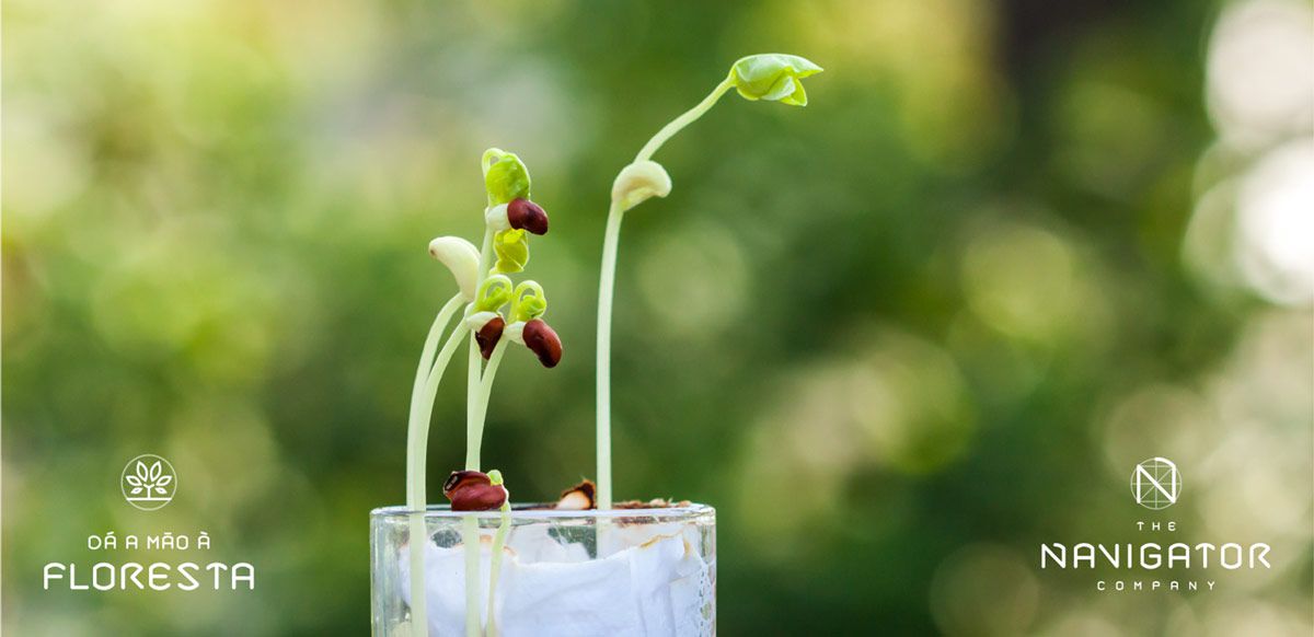 Planta feijões em casa