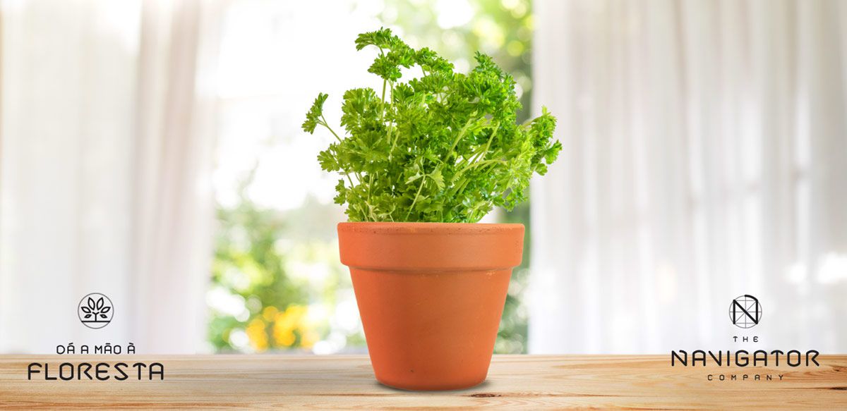 Planta um vaso de salsa