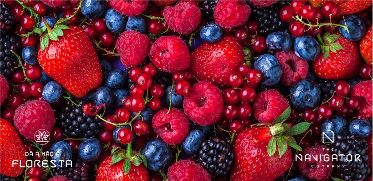 Frutos vermelhos